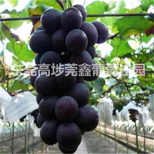 东莞葡萄采摘1 