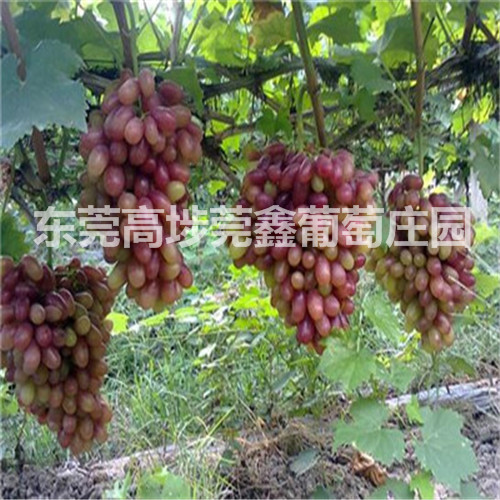东莞销往广州绿色健康葡萄 