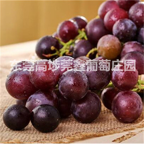 葡萄鲜果产销、葡萄苗 