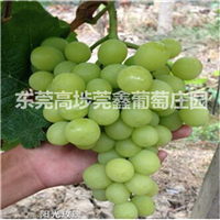 东莞葡萄采摘4 