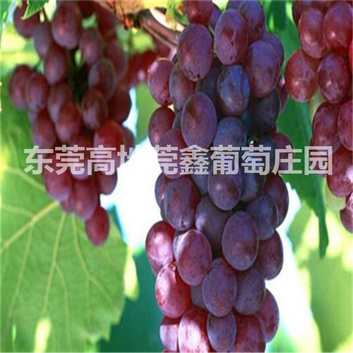 东莞葡萄采摘哪里好 