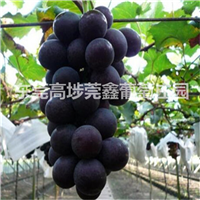 东莞葡萄采摘1 