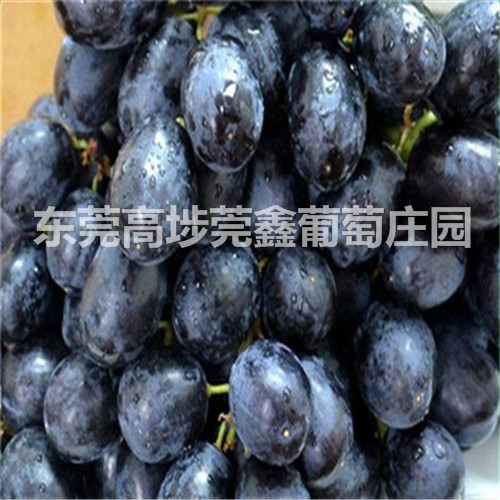 东莞销往增城绿色健康葡萄 
