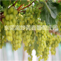 东莞销往福建由本地生产有机葡萄 