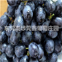 东莞销往增城绿色健康葡萄 