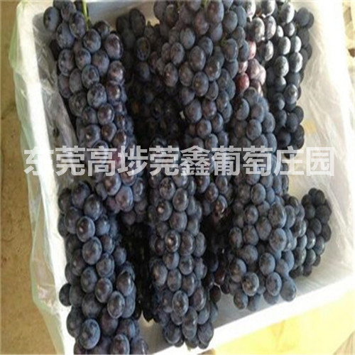 东莞销往中山有机葡萄 