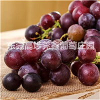 葡萄鲜果产销、葡萄苗 