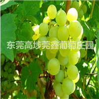 由东莞销往各地有机健康葡萄 