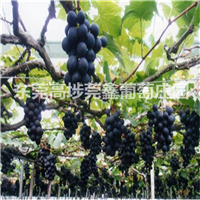 绿色有机葡萄销售 