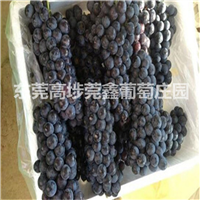 东莞销往中山有机葡萄 