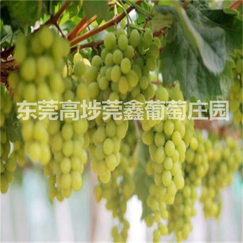 东莞销往福建由本地生产有机葡萄 