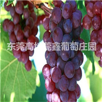 东莞葡萄采摘哪里好 