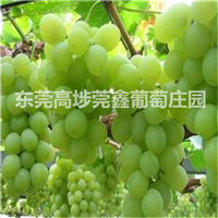 东莞葡萄采摘3 