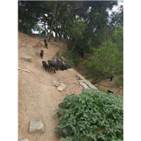 福州藏香猪@福建藏香猪养殖基地^^ 