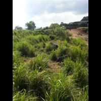 福建藏香猪养殖基地★18559873213 