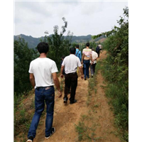 客户考察蜂糖李基地