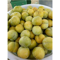 四月李鲜果
