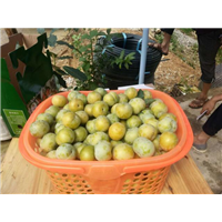 蜂糖李鲜果