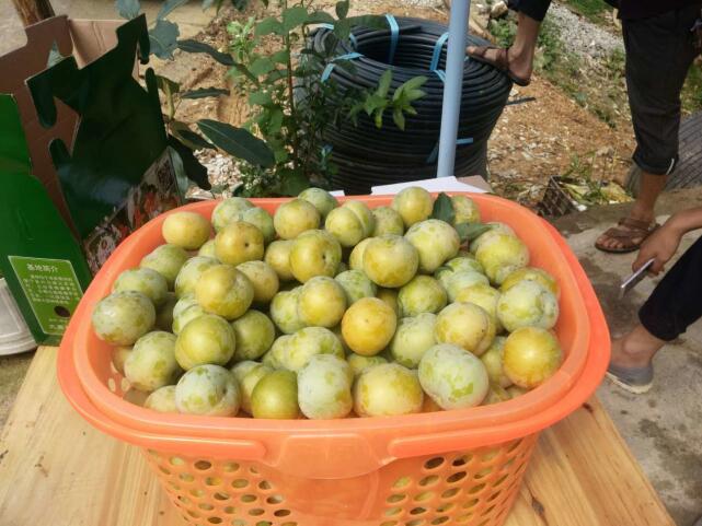 蜂糖李鲜果
