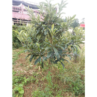 枇杷苗 