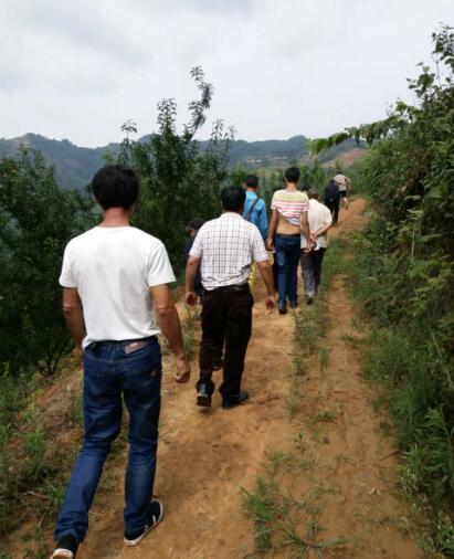 客户考察蜂糖李基地