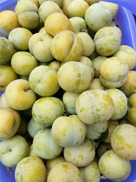 蜂糖李鲜果