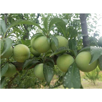 四月李鲜果