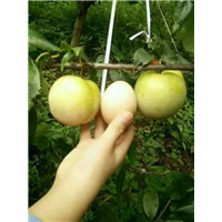 蜂糖李鲜果