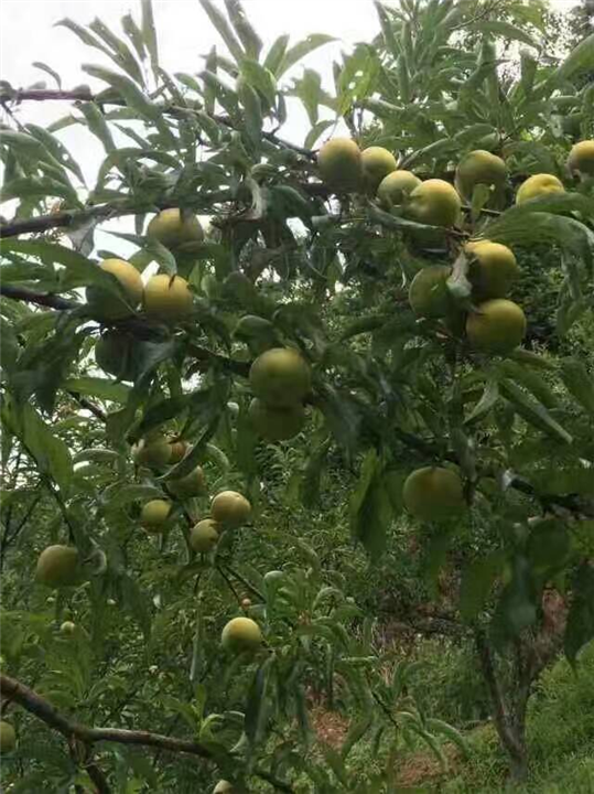 蜂糖李鲜果