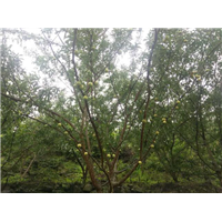 蜂糖李鲜果