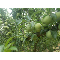 四月李鲜果