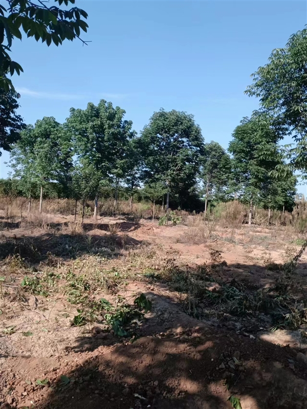 陕西七叶树大型种植基地-西安七叶树批发-周至直销基地