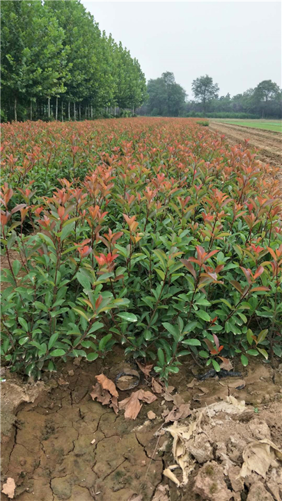 陕西西安红叶石楠供应直销基地 