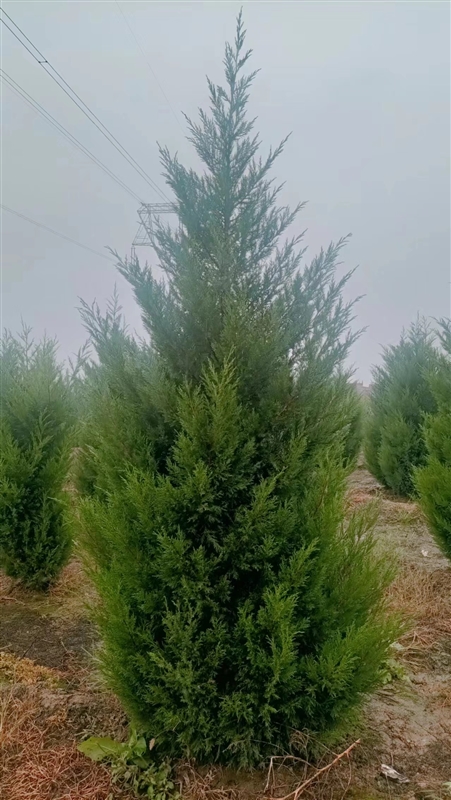 西安优质塔柏种植基地-西安塔柏直销供应1-2米 5万棵