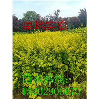陕西金叶水蜡周至金叶水腊直销基地