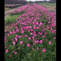 营养钵芍药