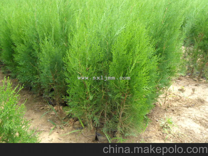 陕西侧柏_陕西侧柏价格_优质陕西侧柏批发 