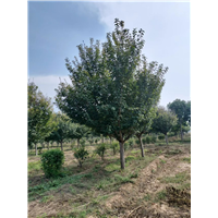 陕西樱花基地-西安樱花种植基地-周至樱花苗圃-金泉网