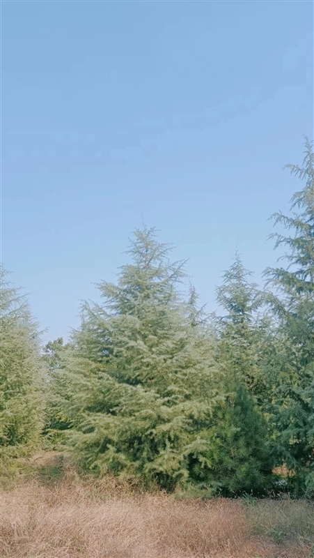 好品质雪松哪里好？西安雪松种植直销基地