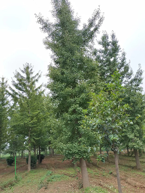 陕西银杏批发基地-西安银杏苗圃直销