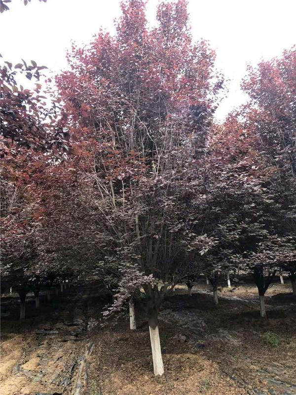 陕西红叶李-西安红叶李批发3-20公分低价直销-周至大型基地
