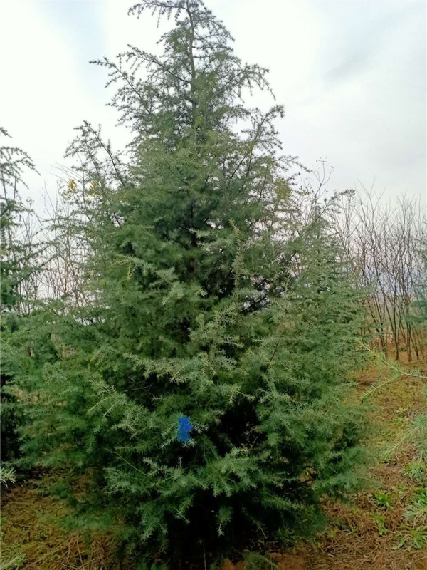 陕西雪松#西安雪松种植基地供应1-8米雪松量大