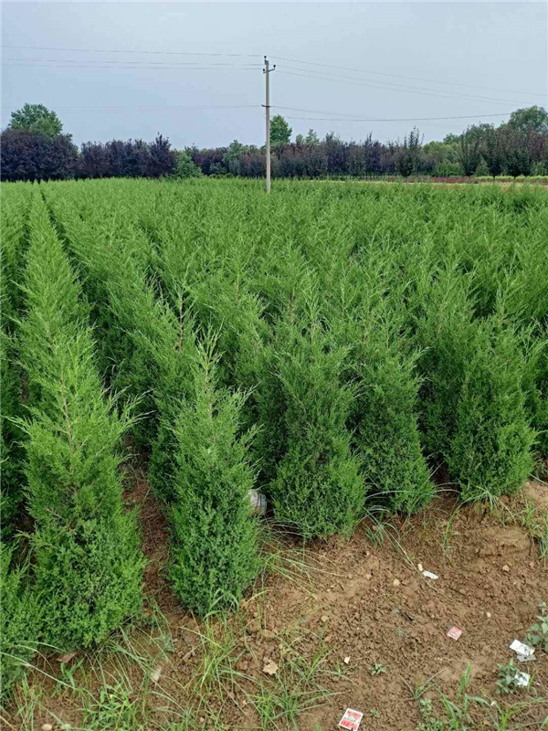 陕西塔柏批发基地-西安塔柏大型种植基地-周至直销