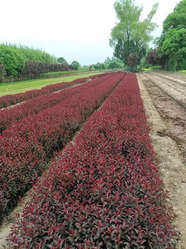 陕西优质紫叶矮樱种植苗圃基地-西安紫叶矮樱**供应