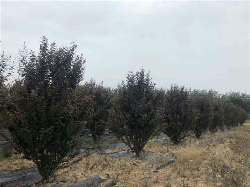 陕西优质红叶李基地-西安红叶李8-20公分 5000株
