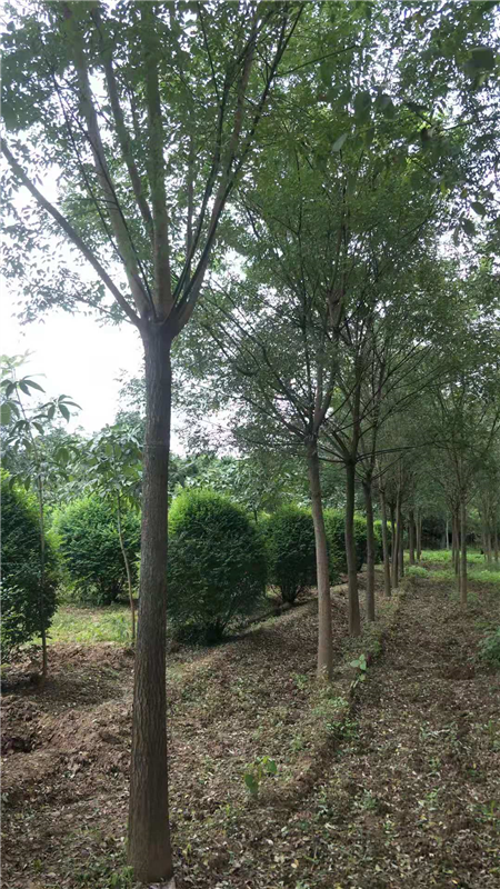 陕西优质国槐基地-西安国槐直销基地-供应8-20公分