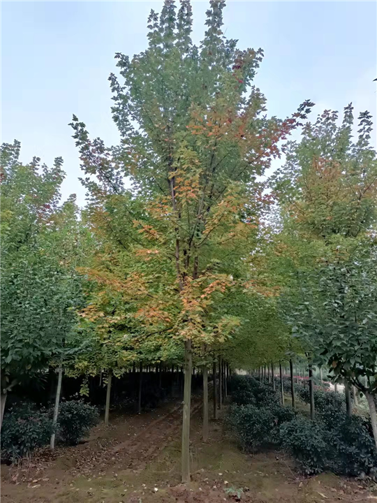 供应西安美国红枫  周至美国红枫种基地