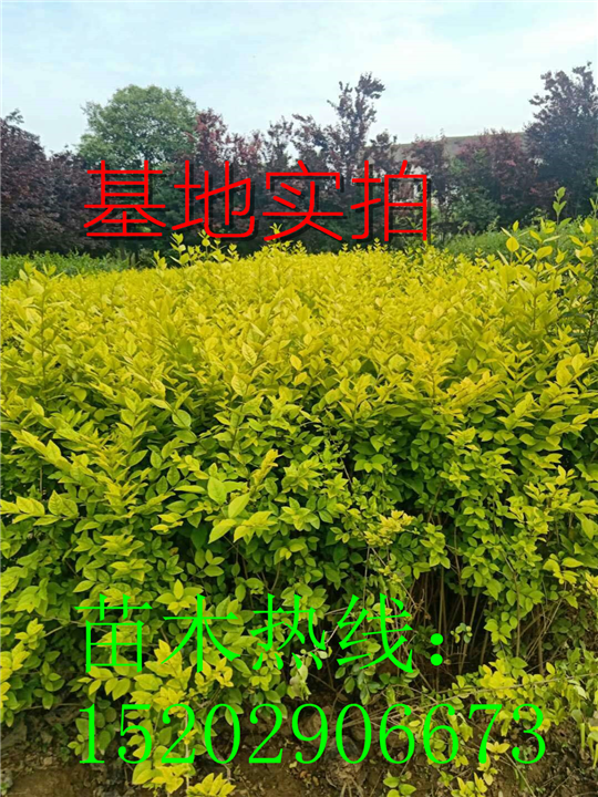 陕西金叶水蜡周至金叶水腊直销基地