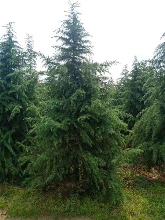 陕西景盛苗圃2-5米雪松