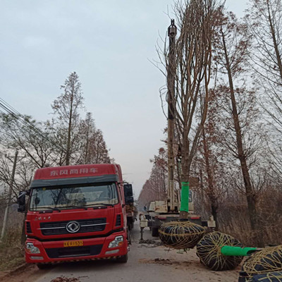 陕西七叶树